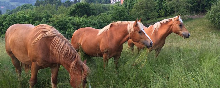 Antico Borgo Brunelli Albergo Diffuso