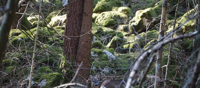 Antico Borgo Brunelli Albergo Diffuso